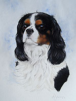 king Charles Spaniel