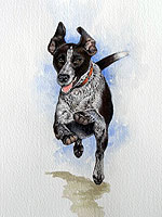 running German short haired pointer dog