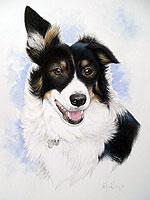 Pet portrait of a tri-colur Collie dog