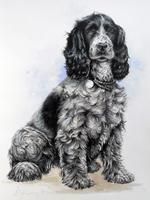 Spaniel full body pet portrait