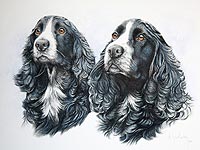 Pet portrait of a tri-colur Collie dog