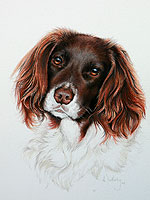 Spaniel portrait