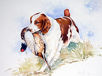 Black & white spaniel pet portrait