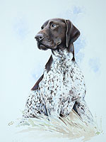 German short haired pointer pet portrait