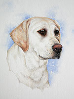 west Highland terrier