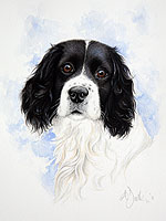 Black & white spaniel pet portrait