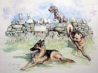 Portrait of 3 dogs playing outdoors