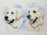 Labrador pet portrait